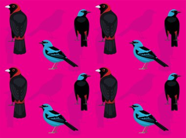 Kuş Kosta Rika Tanager Dacnis Çizgi Film Şirin Kusursuz Duvar Kağıdı Arkaplanı