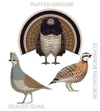 Bird Grouse Quail Bobwhite Set Cartoon Vector clipart