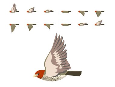 Kuş Kızıl Saçlı Finch Uçan Animasyon Dizisi Çizgi Film Vektörü