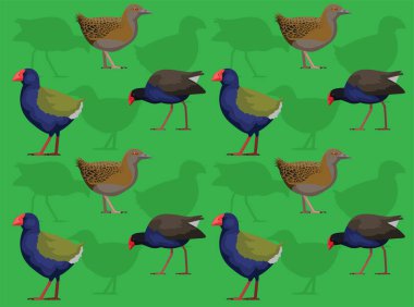 Kuş Yeni Zelanda Swamphen Pukeko Weka Takahe Şirin Kusursuz Duvar Kağıdı Arkaplanı