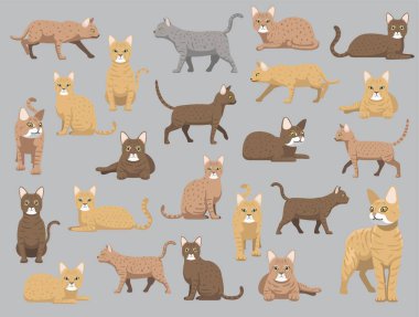Cat Australian Pusulası Çeşitli Renkler Çizgi Film Vektör Karakterini Pozlandırdı