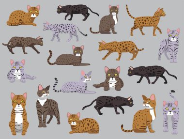 Cat Bengal Çeşitli Renkler Çizgi Film Vektörü Karakteri Pozisyonu