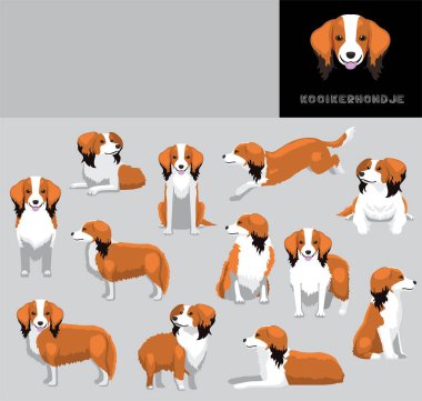 Köpek Kooikerhondje Çizgi Film Vektör İllüstrasyonu Ayarlandı