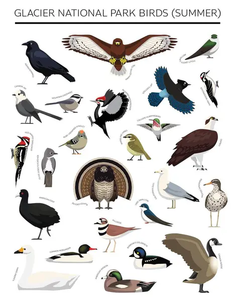 Buzul Ulusal Parkı Yaz Kuşları Çizgi Film Vektör Karakteri