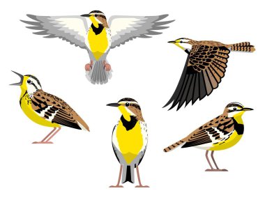 Bird Western Meadowlark Çeşitli Pozisyonlar Uçan Çizgi Film Vektörü