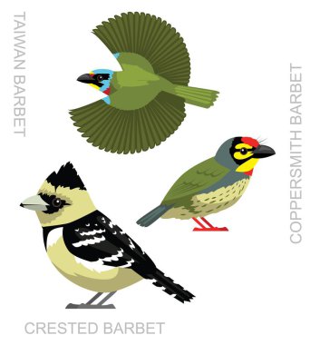 Kuş Barbet Tayvan Armalı Bakırcı Çizgi film Vektörü