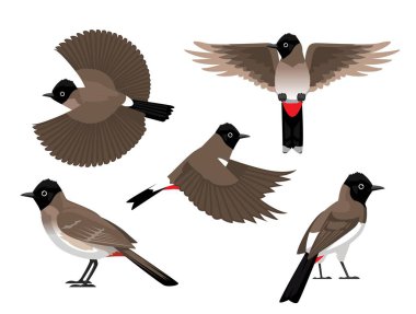 Kuş Kırmızı Havalandırmalı Bulbul Çeşitli Pozisyonlar Uçan Çizgi Film Vektör Karakteri