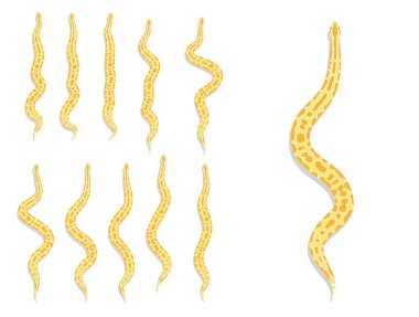 Yılan Burma Python Sarı Hayvan Canlandırma Çizgi Filmi Vektörü