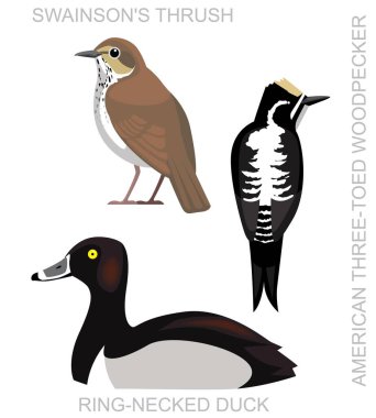 Kuş Buzulu Ağaçkakan Thrush Ördek Set Çizgi Film Vektörü