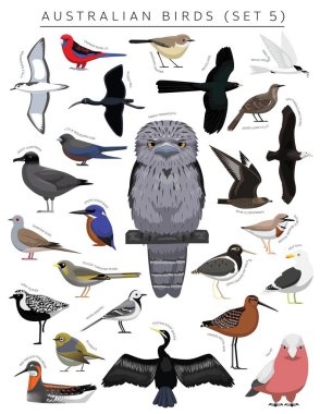 Avustralya Kuşları Çizgi film Vektör Karakteri 5 'i Ayarladı