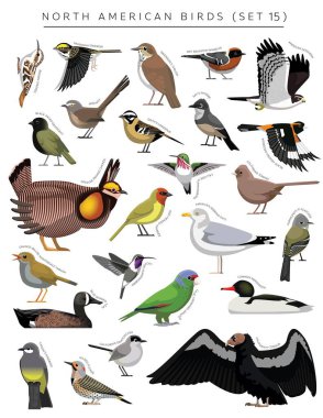 Kuzey Amerika Kuşları Çizgi film Vektör Karakteri 15 'i Ayarladı