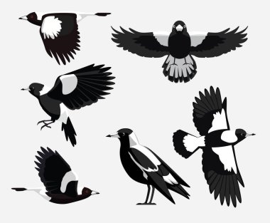 Australian Magpie Bird Poses Cartoon Character Vector