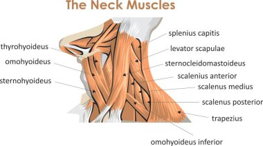 The a human neck muscles