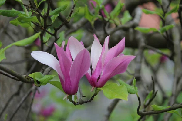 Ljusrosa Magnolia Susan Lililiiflora Blommor Med Gröna Blad Trädgården Våren — Stockfoto