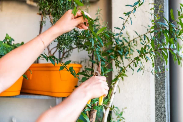 Nahaufnahme Von Frauenhänden Die Sich Ihren Granatapfelbaum Auf Ihrem Balkon — Stockfoto