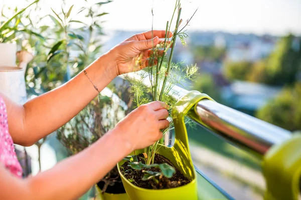 Nahaufnahme Von Frauenhänden Die Sich Ihre Dillpflanze Kümmern Sie Genießt — Stockfoto
