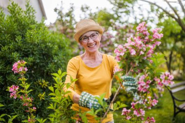 Portrait of happy senior woman gardening. She is pruning flowers. clipart