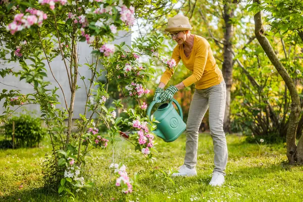 ハッピーシニアの女性は彼女の庭の水やり植物を楽しんでいます ストックフォト