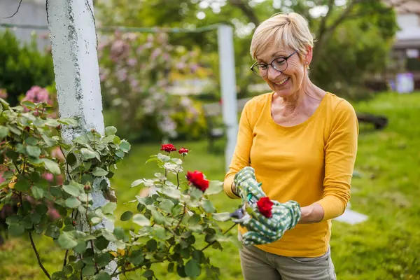 Porträt Einer Glücklichen Seniorin Beim Gärtnern Sie Schneidet Blumen lizenzfreie Stockfotos