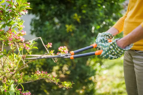 Nahaufnahme Bild Der Seniorin Gartenarbeit Sie Schneidet Blumen Stockfoto