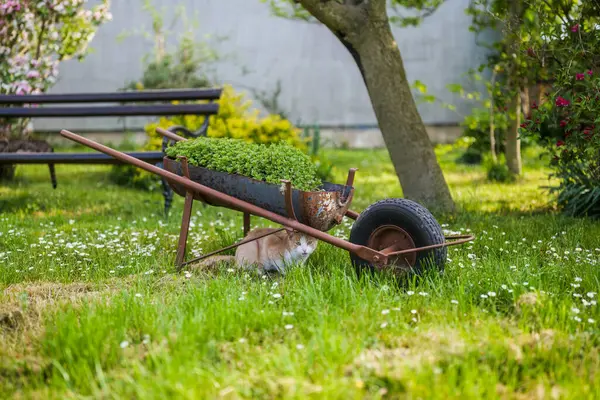 Image Cute Domestic Cat Hiding Old Cart Beautiful Yard Foto Stock Royalty Free