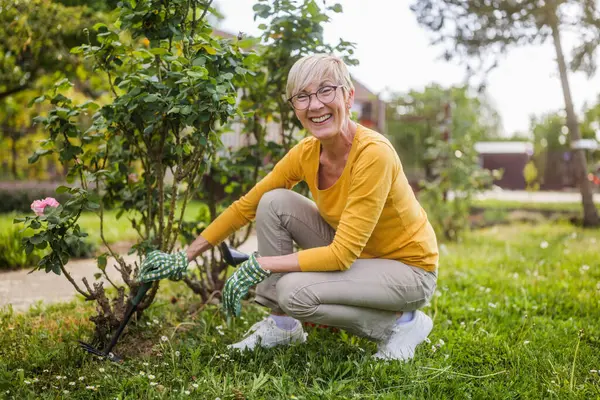 Счастливой Пожилой Женщины Занимающейся Садоводством Дворе Использует Грабли Лицензионные Стоковые Изображения