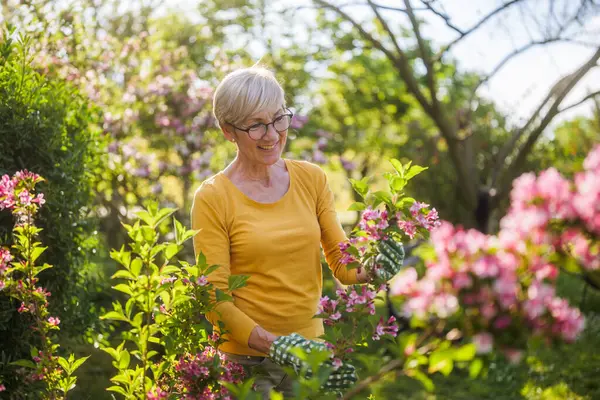 ハッピーシニアの女性は彼女の庭で花を見ることを楽しんでいます ロイヤリティフリーのストック画像