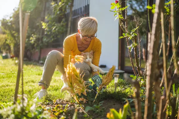 快乐的老妇人喜欢和她可爱的猫一起种花 她在修剪植物 图库图片