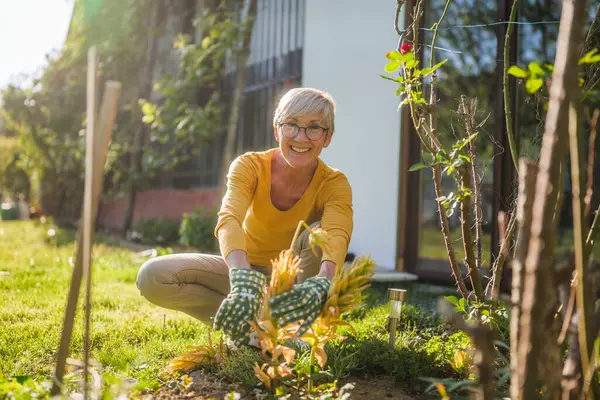 Gelukkige Oudere Vrouw Tuinieren Snoeit Planten Stockfoto
