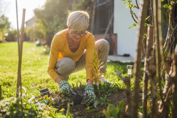 Gelukkige Oudere Vrouw Tuinieren Haar Tuin Plant Een Bloem Stockfoto