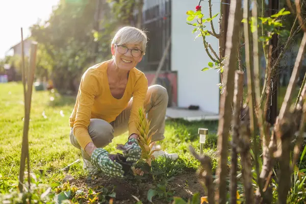 快乐的老年妇女在她的院子里园艺 她在种花 图库照片