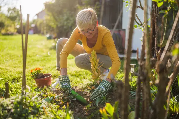 Счастливой Пожилой Женщины Занимающейся Садоводством Дворе Сажает Цветок Стоковая Картинка