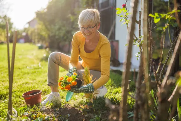 Счастливой Пожилой Женщины Занимающейся Садоводством Дворе Сажает Цветок Лицензионные Стоковые Изображения
