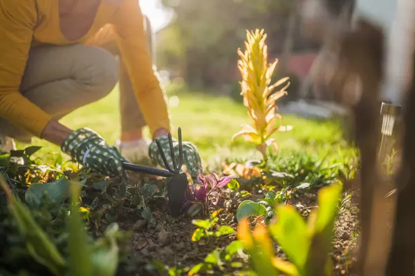 Nahaufnahme Einer Seniorin Bei Der Gartenarbeit Ihrem Garten Sie Benutzt Stockbild