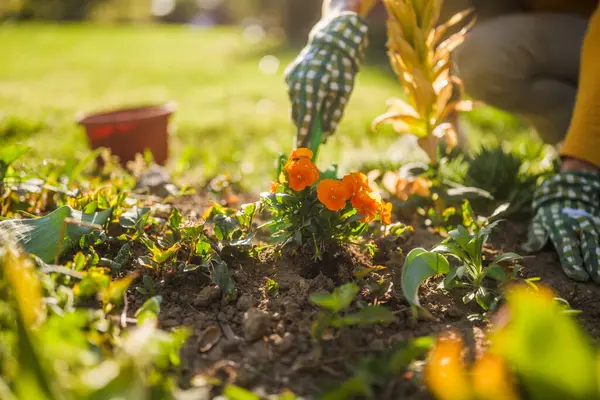 Dicht Beeld Van Vrouw Tuinieren Haar Tuin Plant Een Bloem Stockfoto
