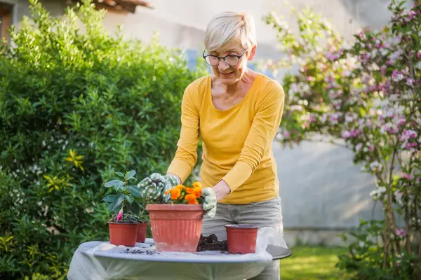 Glückliche Seniorin Bei Der Gartenarbeit Ihrem Garten Sie Pflanzt Blumen lizenzfreie Stockfotos