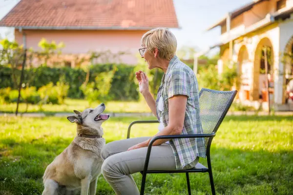 Glückliche Seniorin Genießt Fütterung Ihres Schönen Husky Hundes Hof lizenzfreie Stockbilder