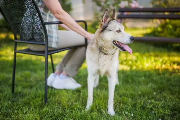 美丽的 色彩斑斓的哈士奇狗的画像 在院子里和它的主人的老太婆一起欣赏 免版税图库照片