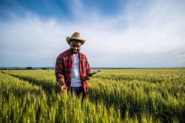 Genç çiftçi buğday tarlasında dikilirken dijital tablet kullanıyor..