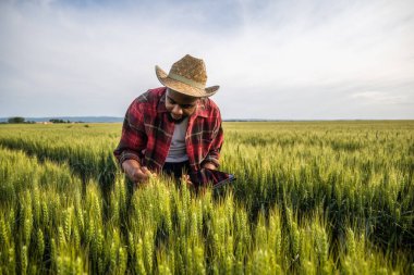 Genç çiftçi buğday tarlasında dikilirken dijital tablet kullanıyor..