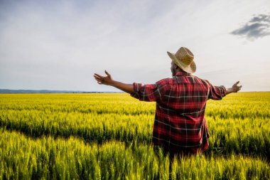 Kollarını açmış genç mutlu çiftçi buğday tarlasında duruyor..