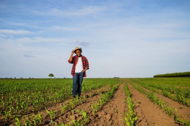 Genç mutlu çiftçi büyüyen mısır tarlasında duruyor..