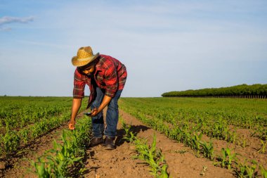 Genç çiftçi mısır tarlasında cep telefonu kullanıyor..