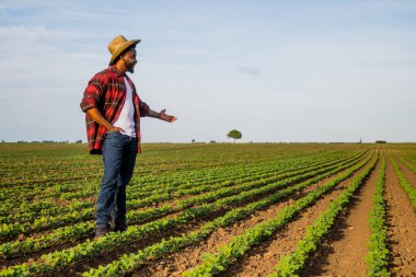 Genç mutlu çiftçi büyüyen soya fasulyesi tarlasını gösteriyor..