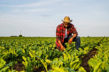 Genç çiftçi, ıspanak tarlasında yetişen ekinleri inceliyor..