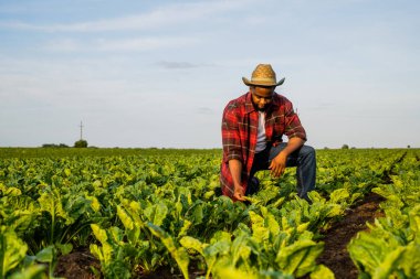 Genç çiftçi, ıspanak tarlasında yetişen ekinleri inceliyor..