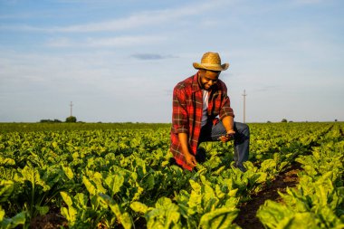 Genç çiftçi büyüyen ıspanak tarlasında cep telefonu kullanıyor..