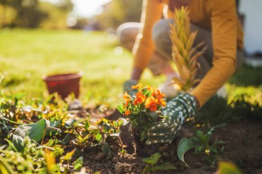 Bahçesinde bahçıvanlık yapan yaşlı kadın görüntüsü. Çiçek dikiyor..