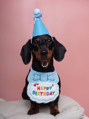 Siyah ve esmer dachshund köpeği şapka ve önlükle doğum gününü kutluyor.