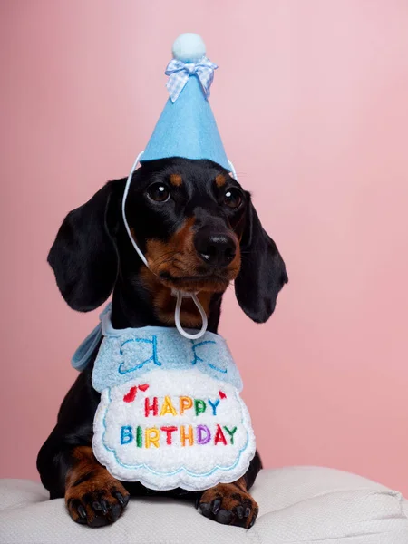 Black and tan dachshund dog with hat and bib celebrating birthday